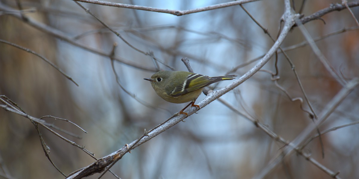 Ruby-crowned Kinglet - ML646244092