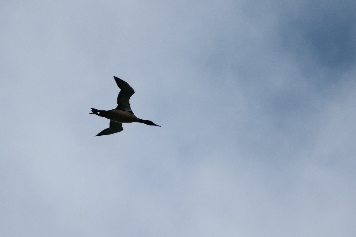 Colimbo Grande - ML646244094