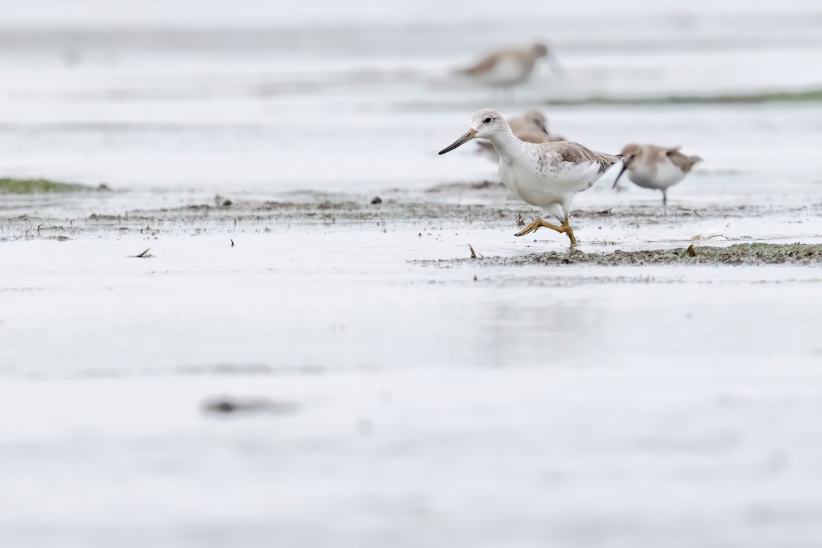 Nordmann's Greenshank - ML646244100