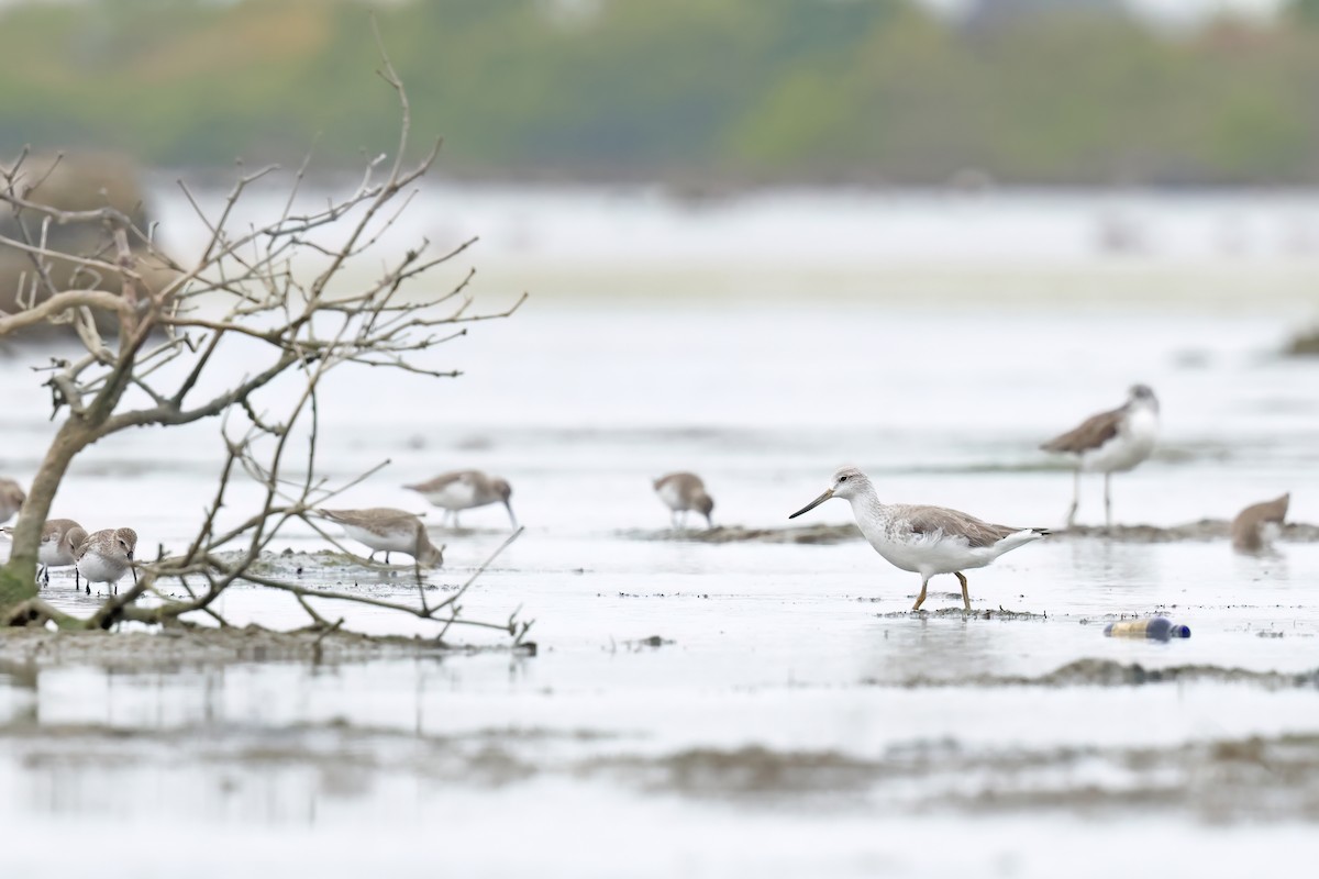 Nordmann's Greenshank - ML646244102