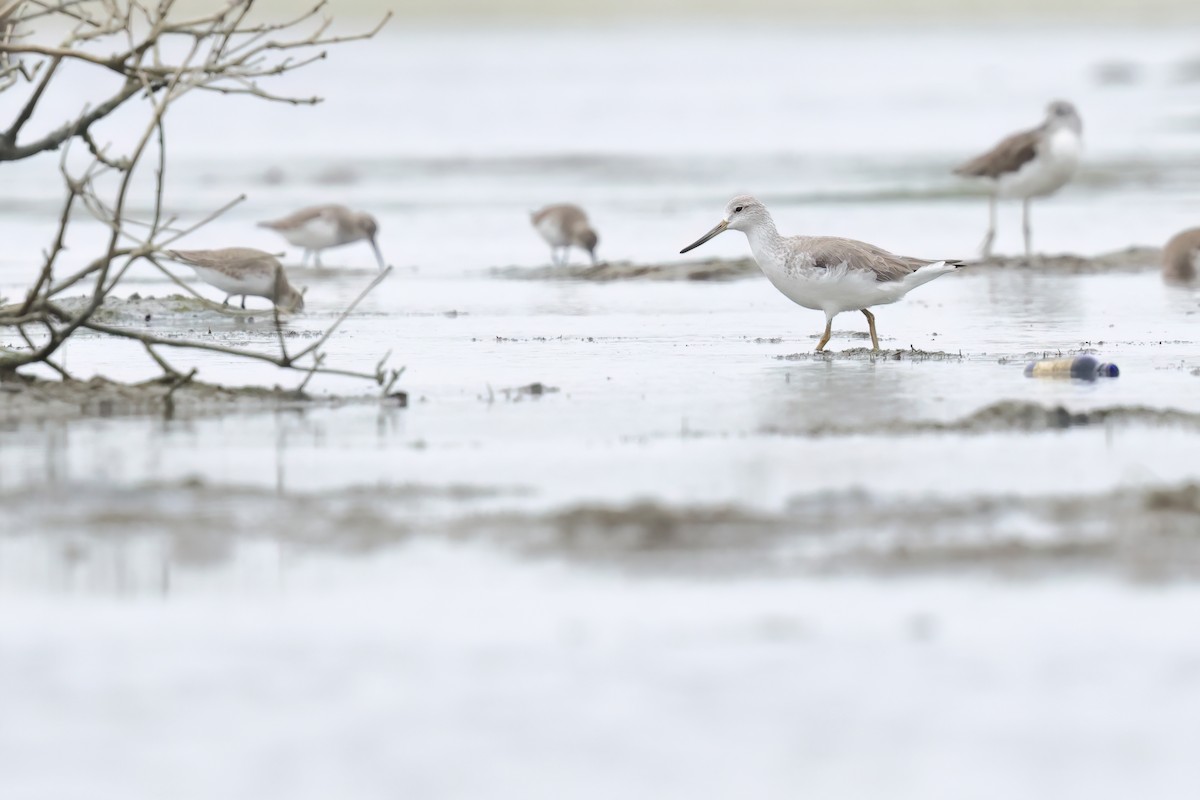 Nordmann's Greenshank - ML646244103