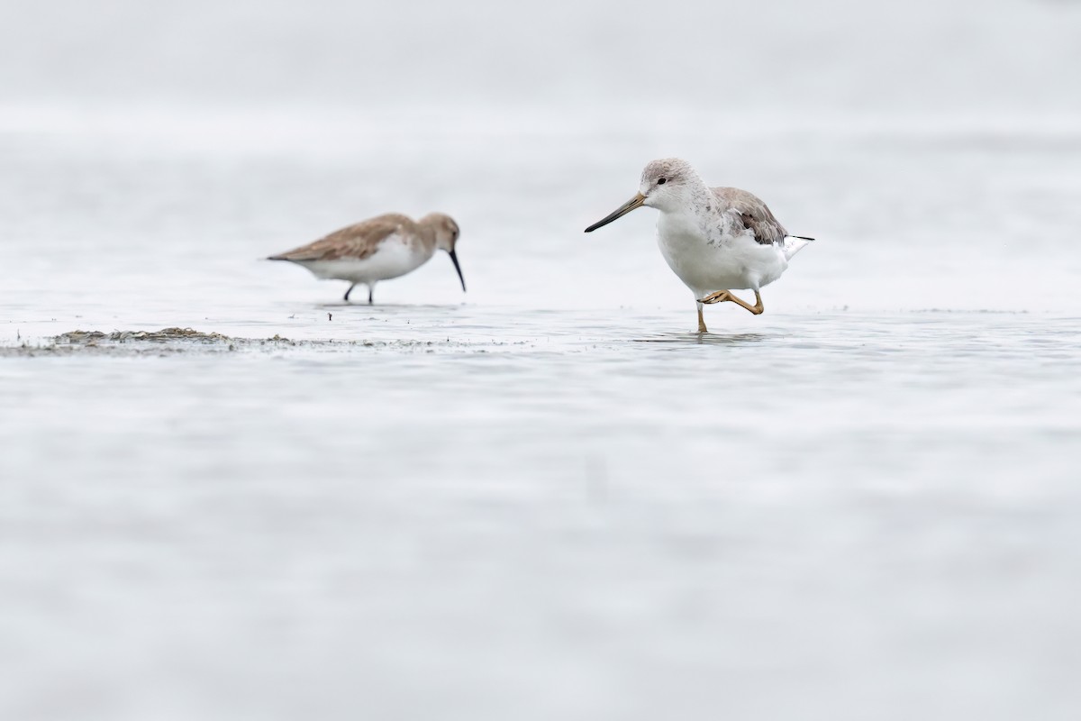 Nordmann's Greenshank - ML646244104