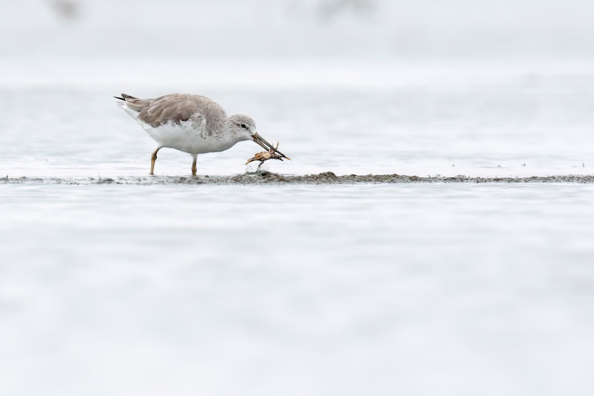 Nordmann's Greenshank - ML646244105