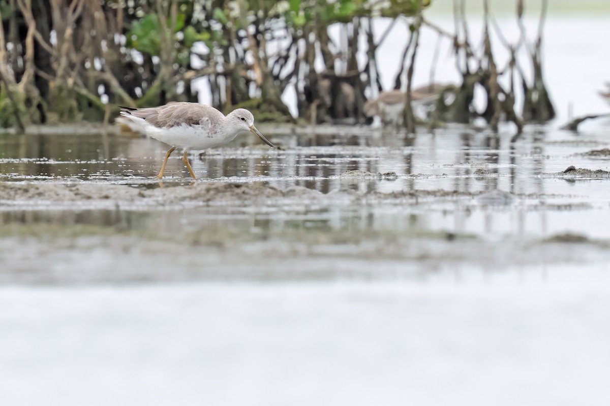 Nordmann's Greenshank - ML646244106