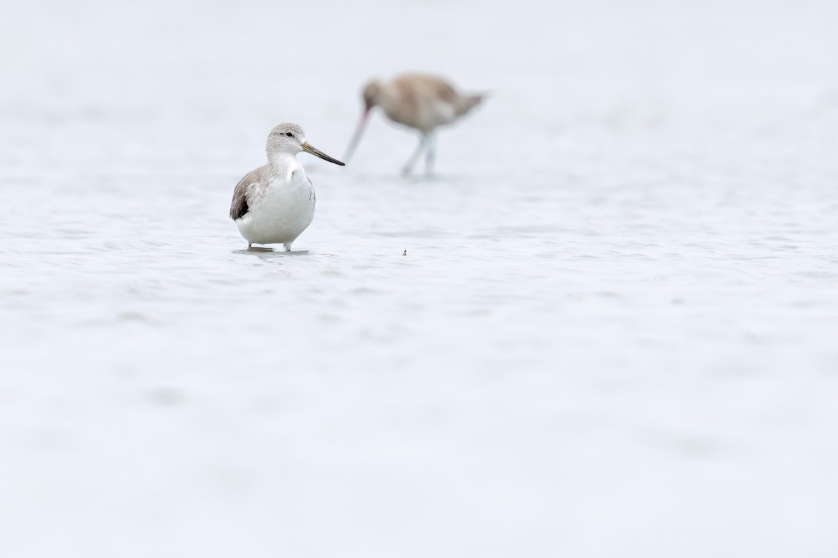Nordmann's Greenshank - ML646244107