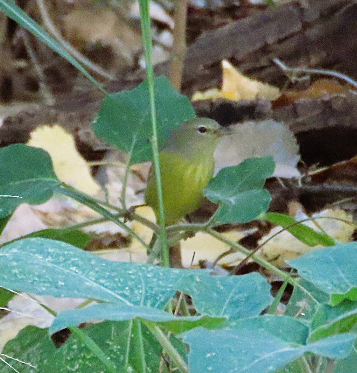 Orange-crowned Warbler - ML646244108