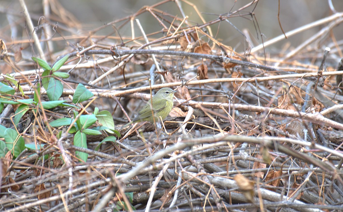 Orange-crowned Warbler - ML646244109