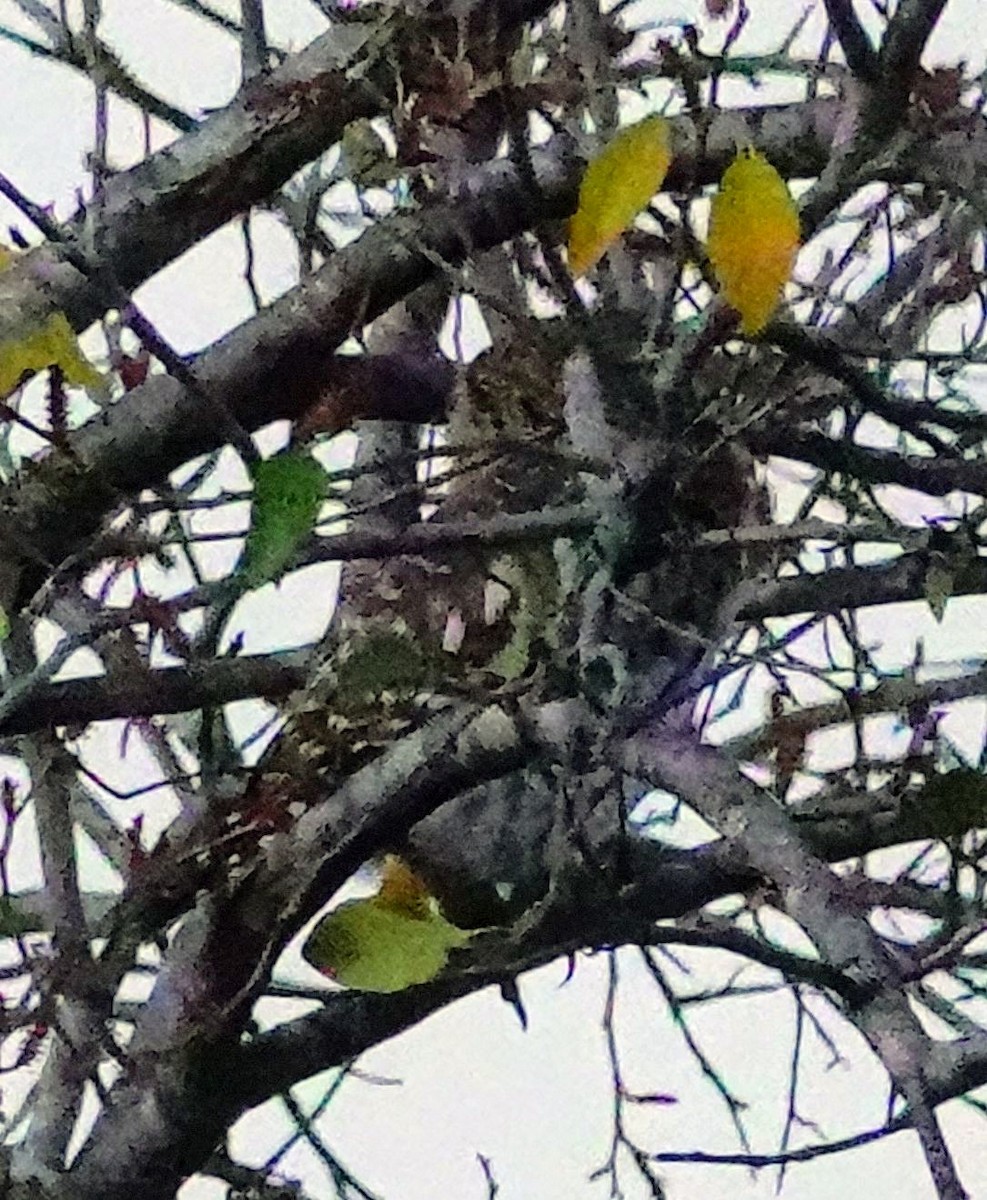 Pearl-spotted Owlet - ML646244110