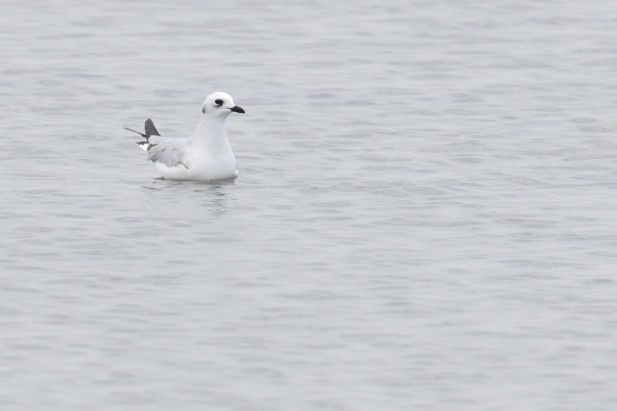 Saunders's Gull - ML646244114