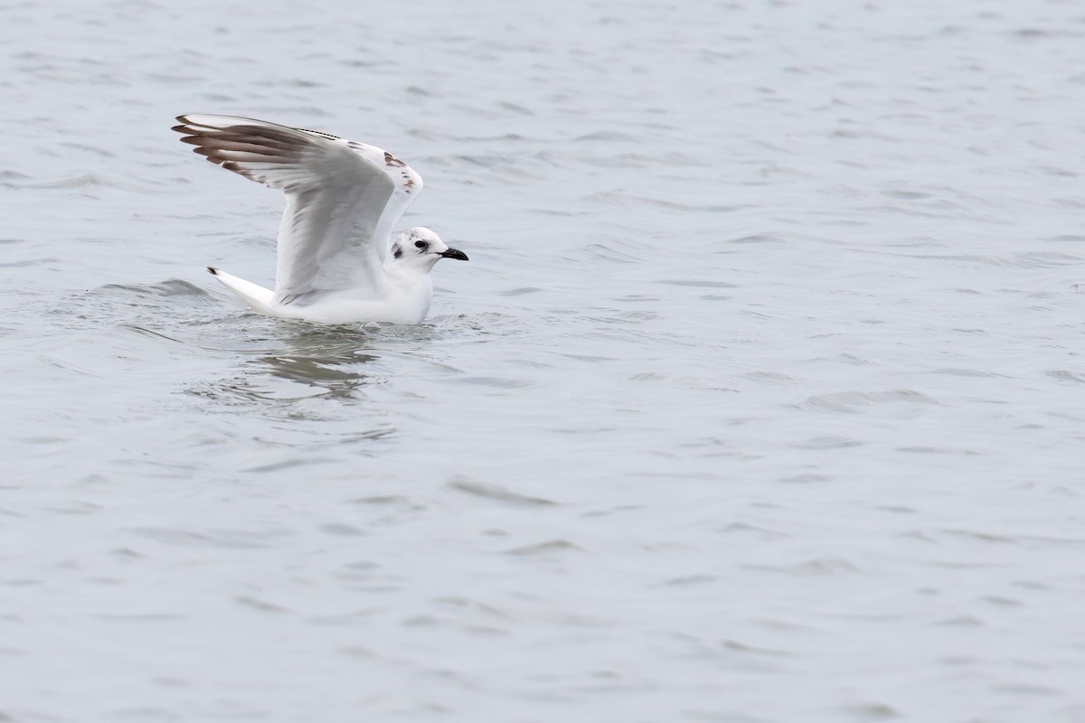 Saunders's Gull - ML646244115