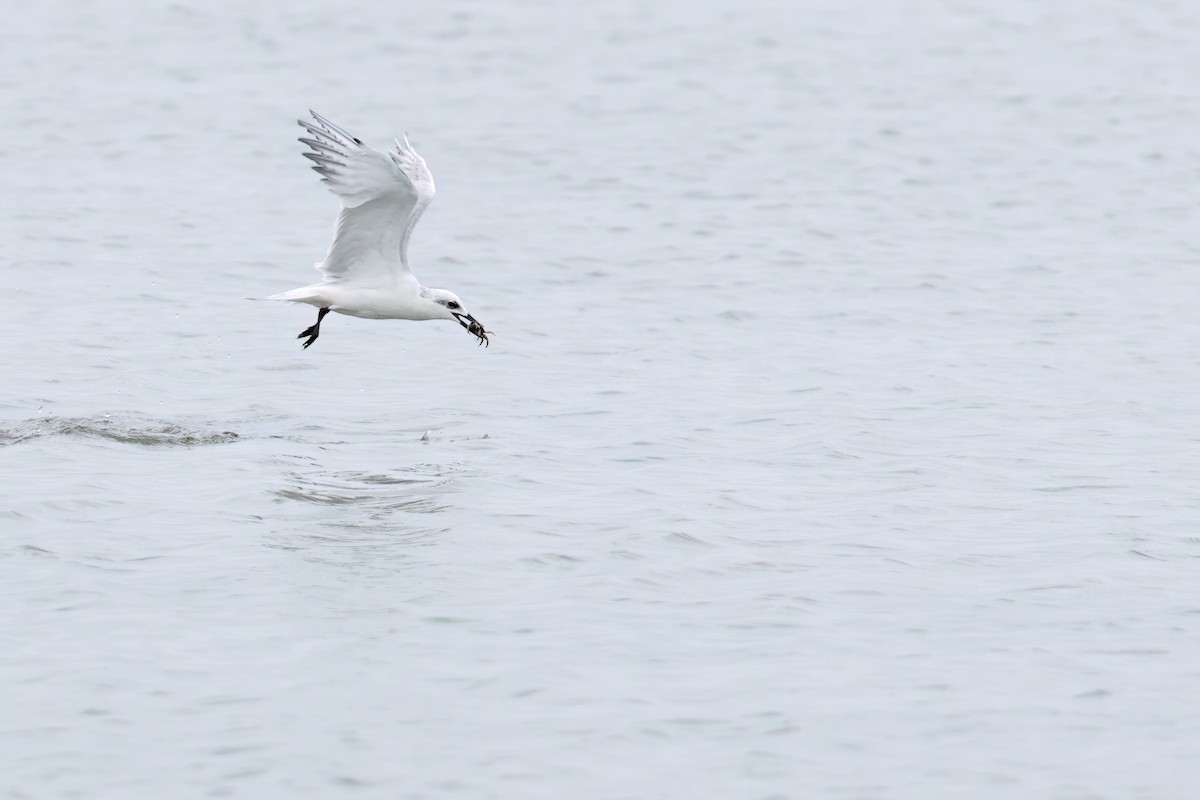 Gull-billed Tern - ML646244116