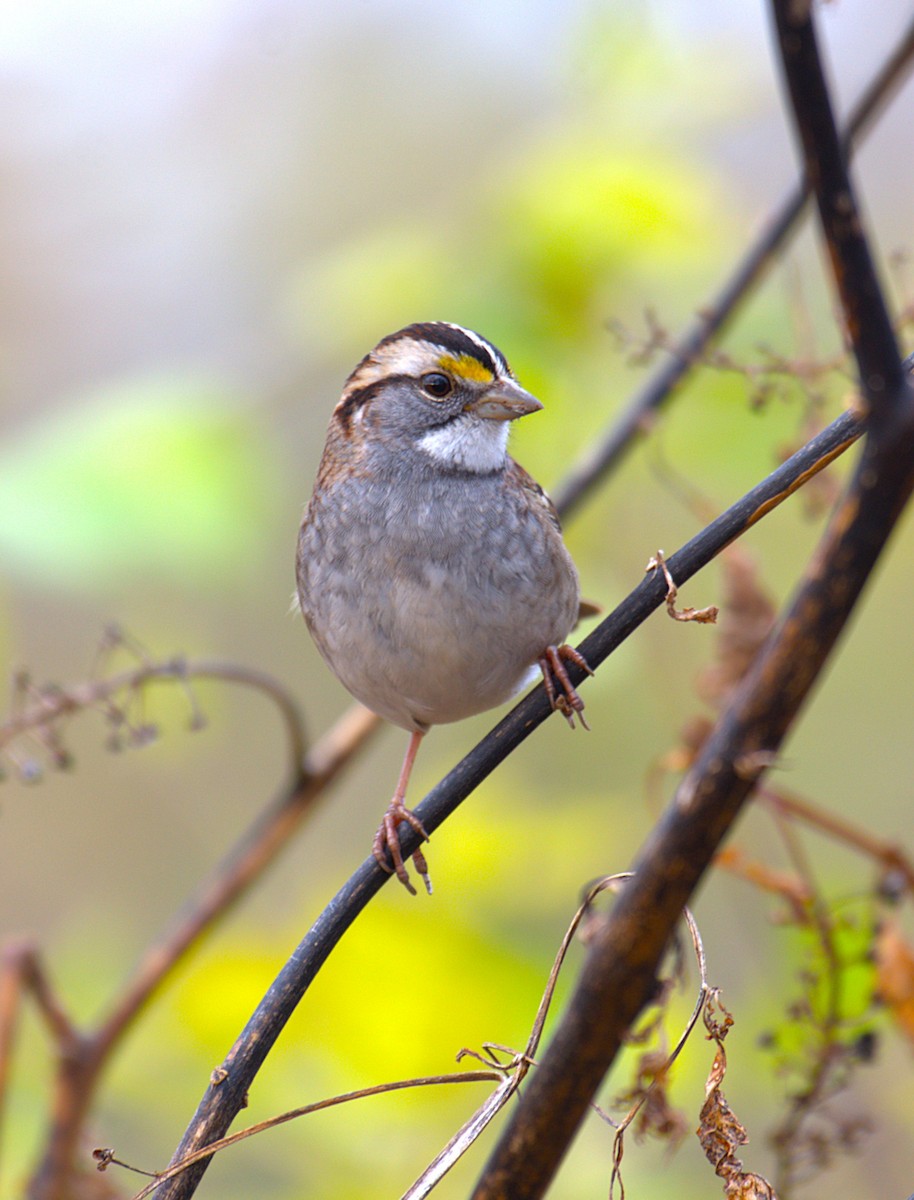 White-throated Sparrow - ML646244117