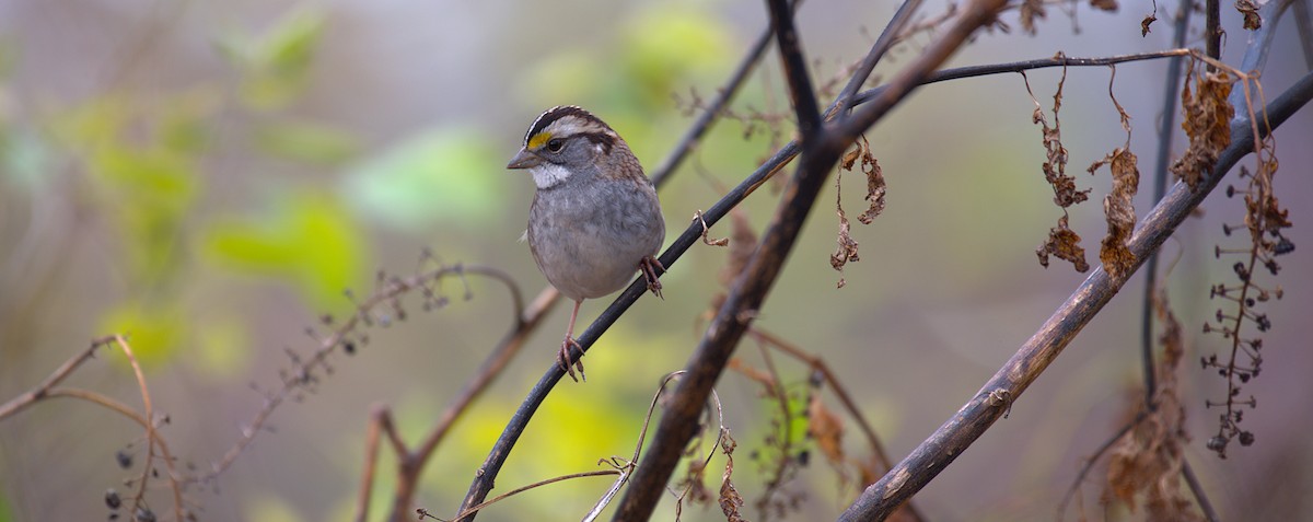 White-throated Sparrow - ML646244118
