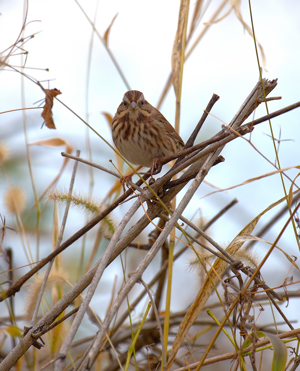 Song Sparrow - ML646244120
