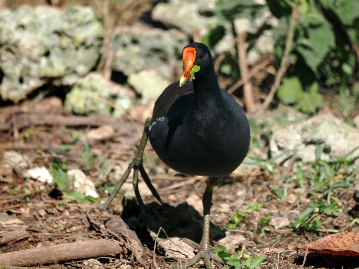 Common Gallinule - ML646244121