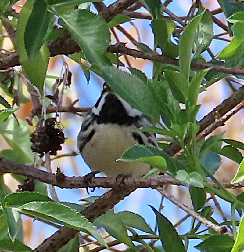 Black-throated Gray Warbler - ML646244122