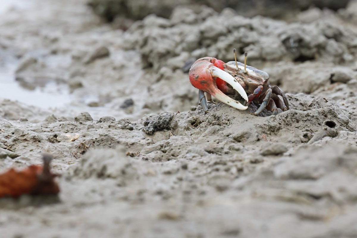 Animals - ML646244126