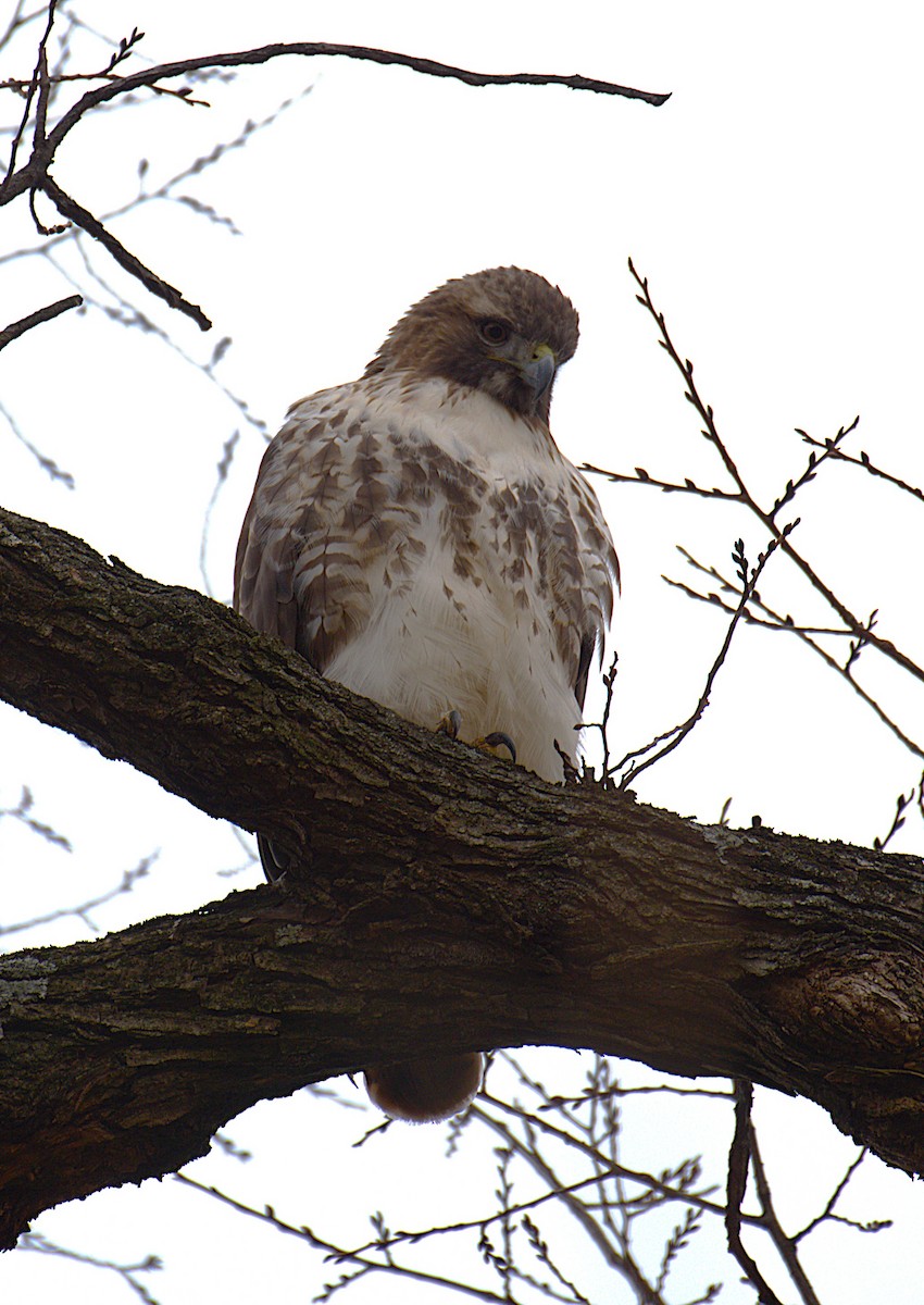 Red-tailed Hawk - ML646244128