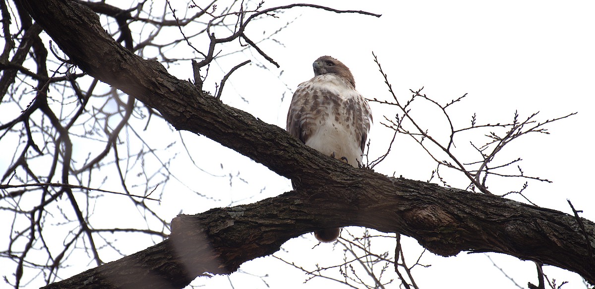 Red-tailed Hawk - ML646244130
