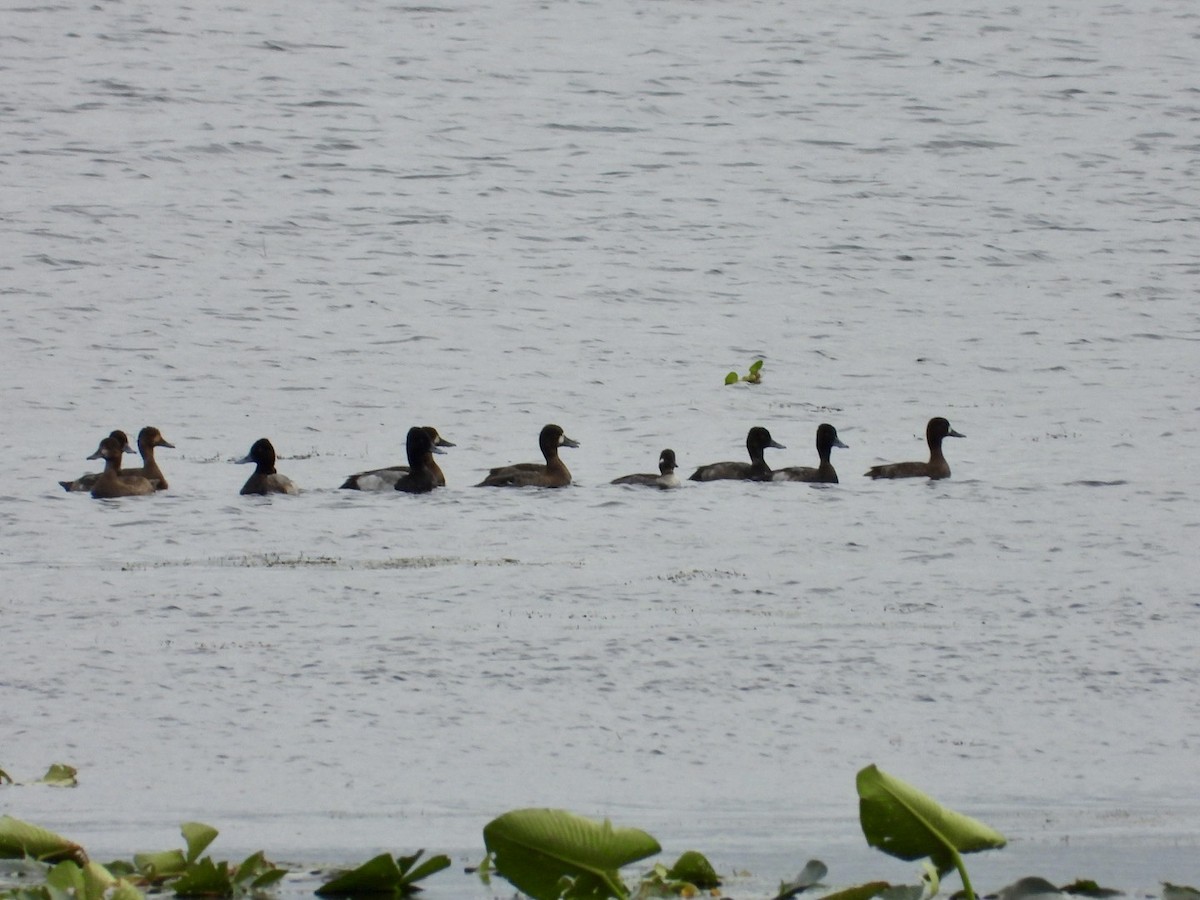 Lesser Scaup - ML646244142