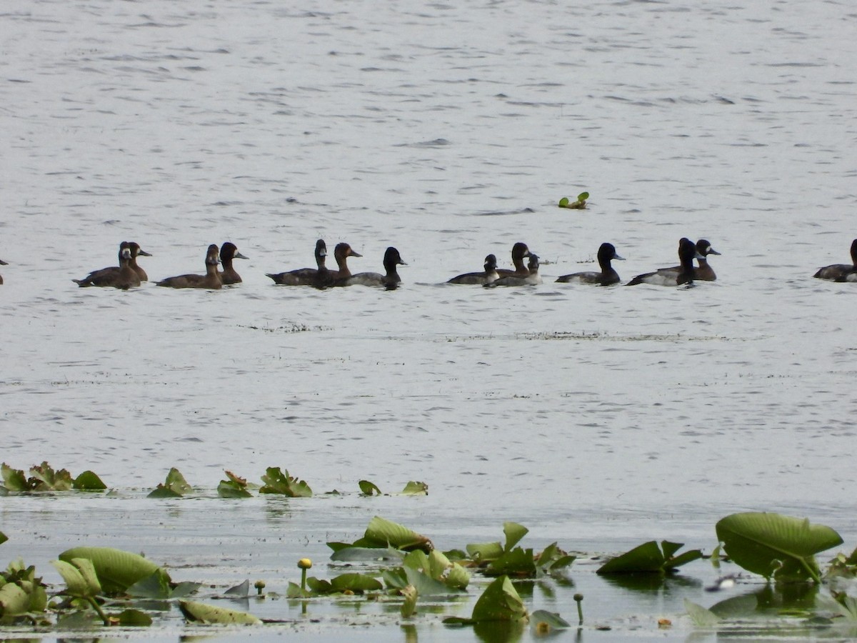 Lesser Scaup - ML646244143