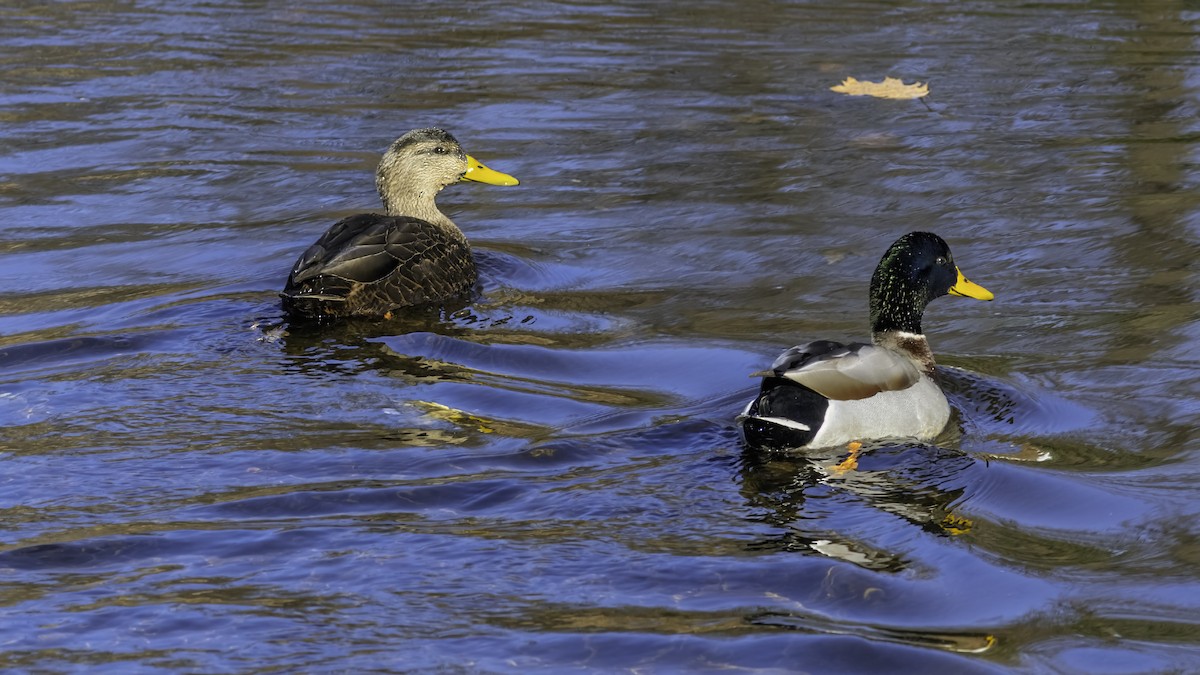 American Black Duck - ML646244144