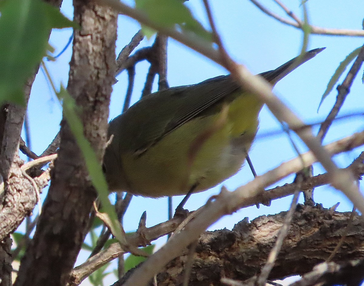 new world warbler sp. - ML646244145