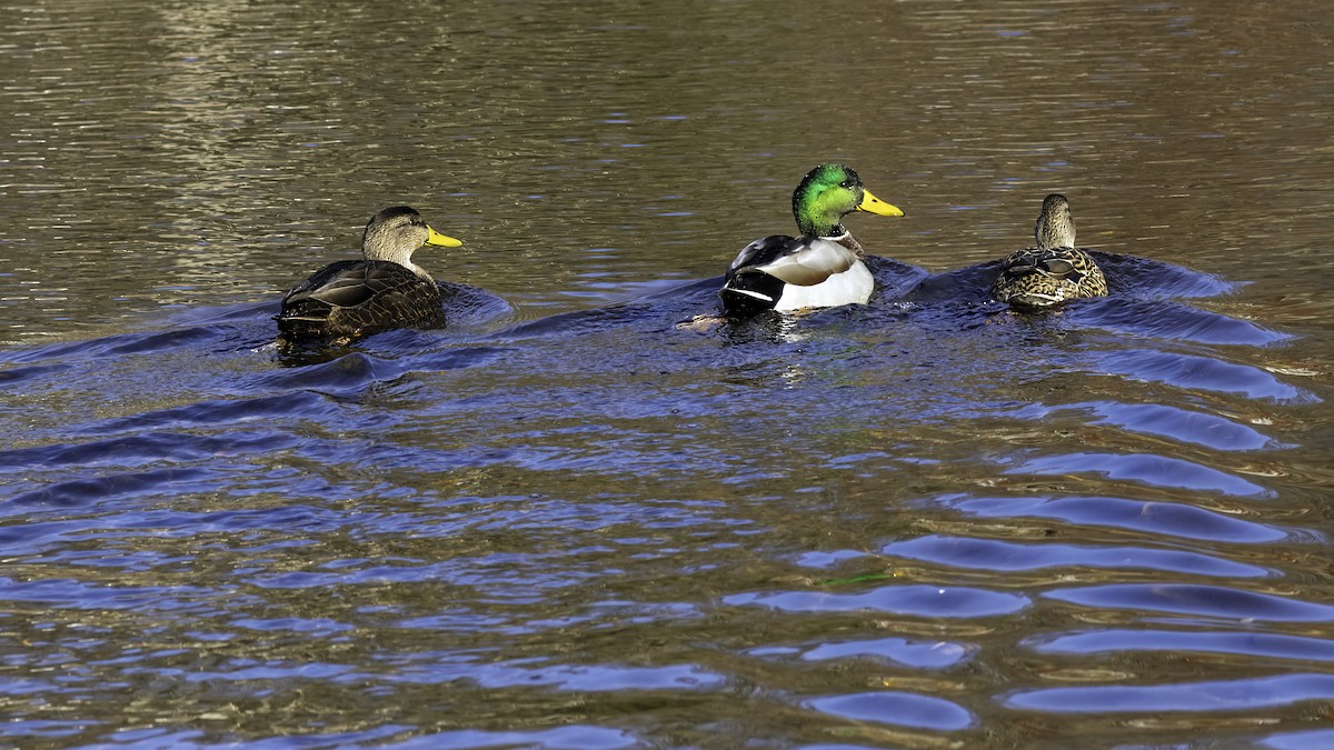 American Black Duck - ML646244147