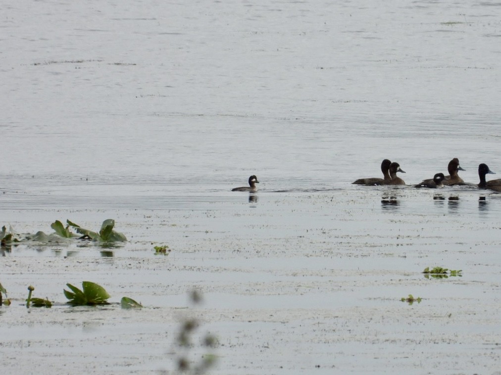 Bufflehead - ML646244149