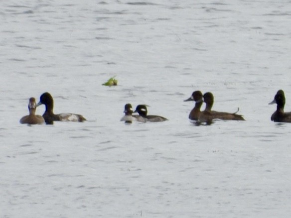 Bufflehead - ML646244150