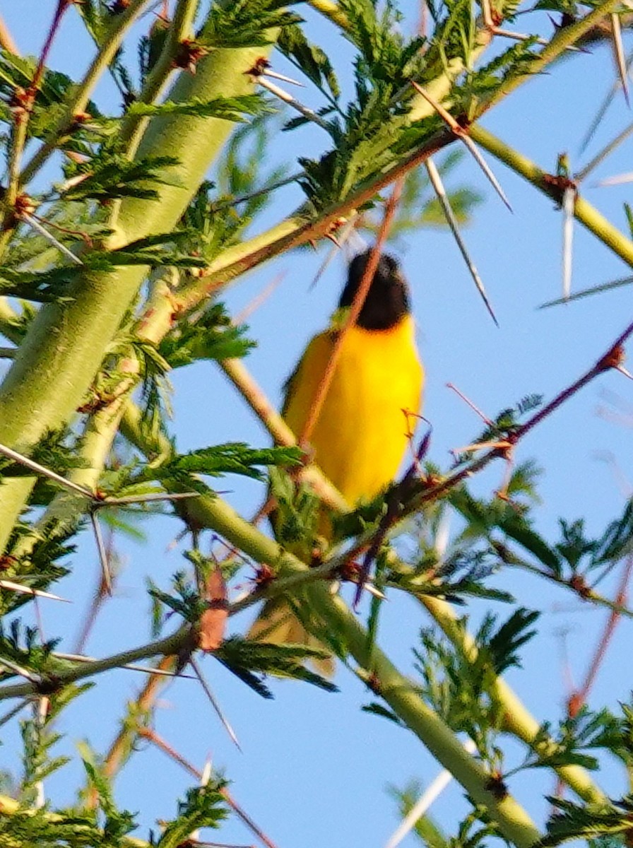 Lesser Masked-Weaver - ML646244152