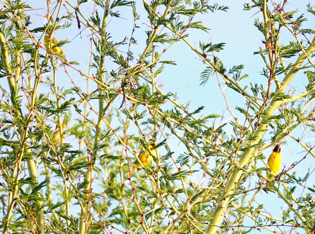 Lesser Masked-Weaver - ML646244153