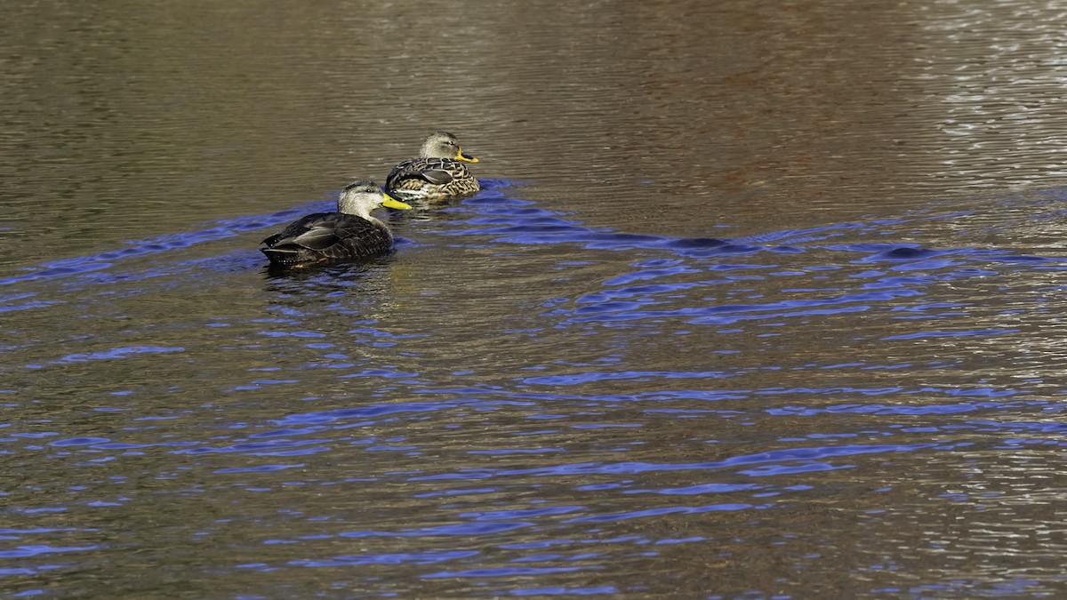 American Black Duck - ML646244154