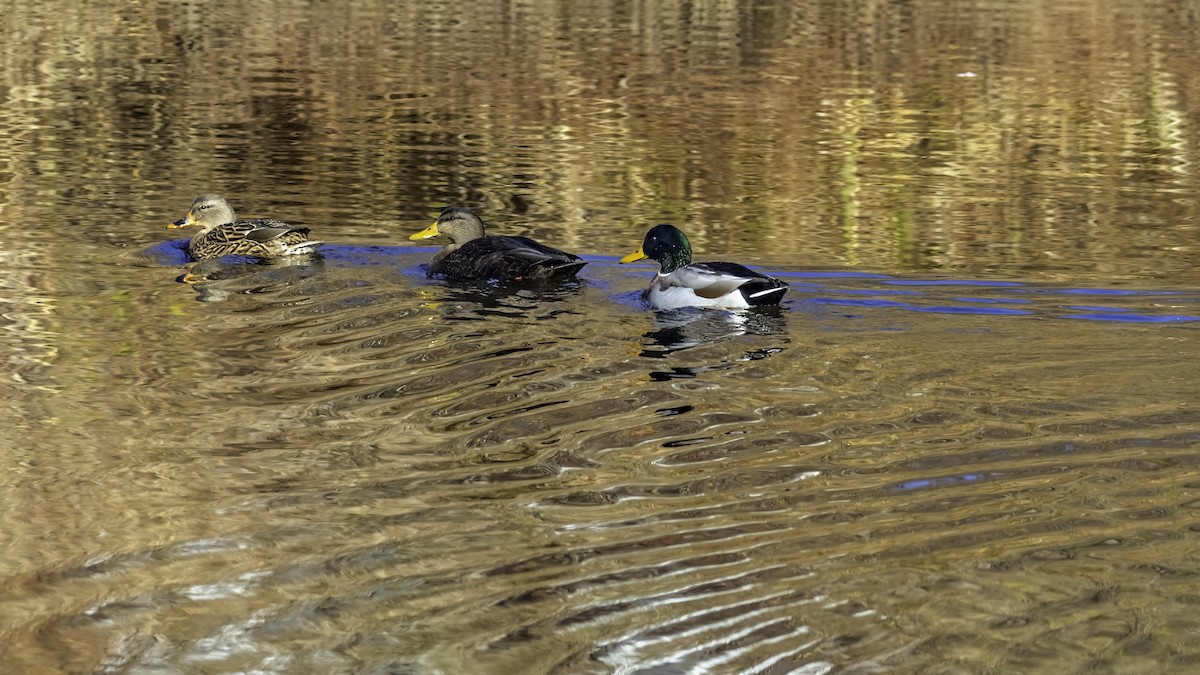 American Black Duck - ML646244155