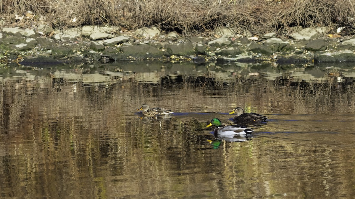 American Black Duck - ML646244156
