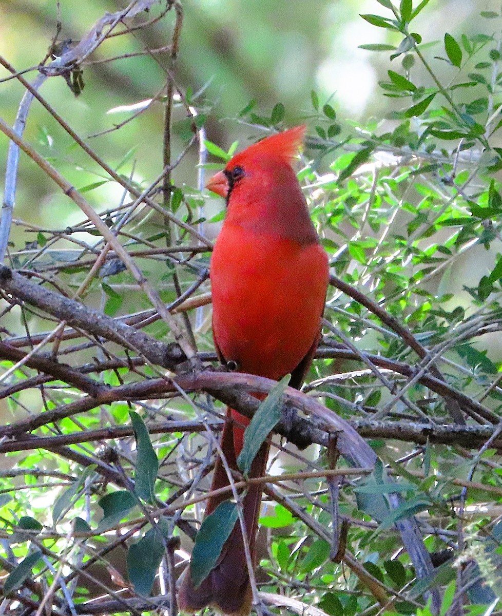 Northern Cardinal - ML646244157