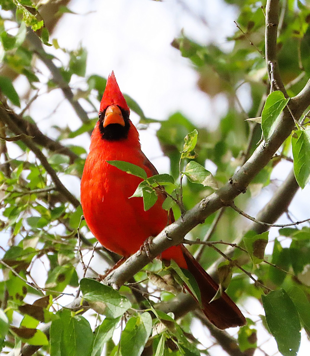 Northern Cardinal - ML646244158