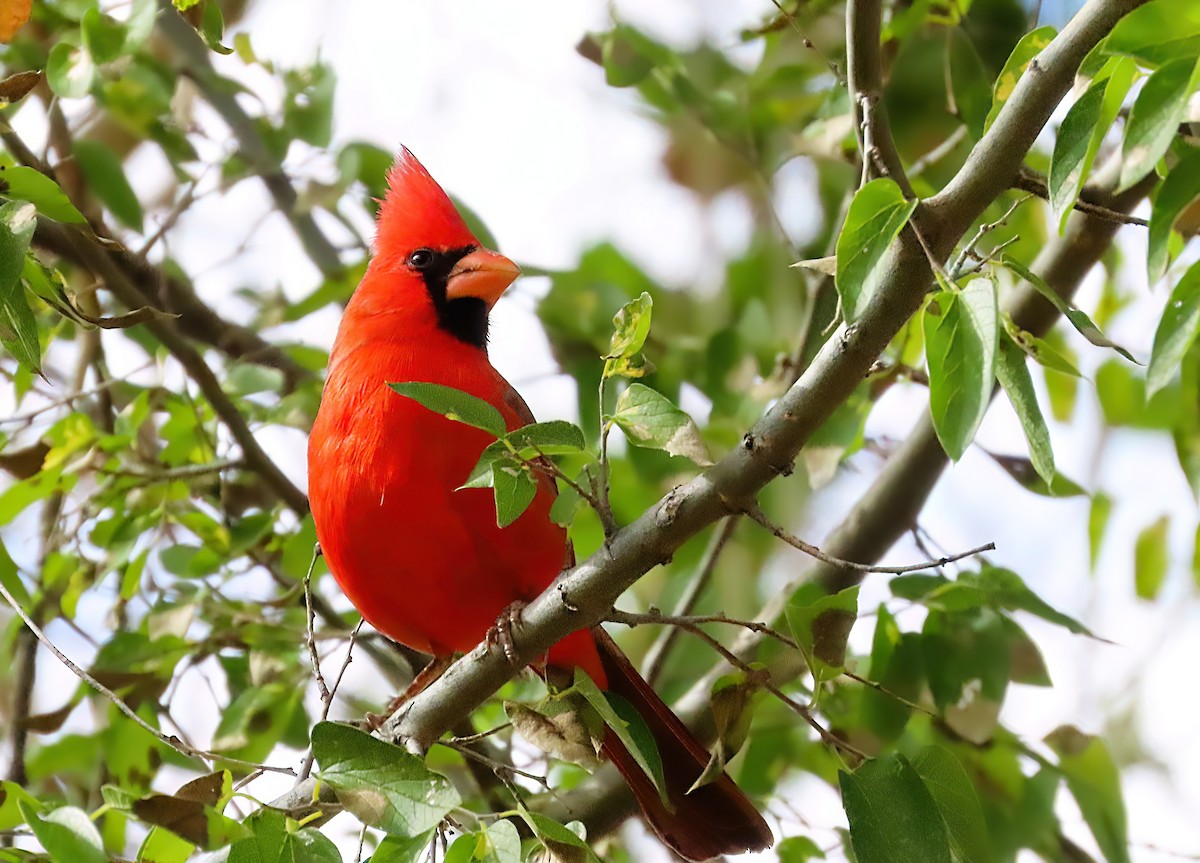 Northern Cardinal - ML646244159