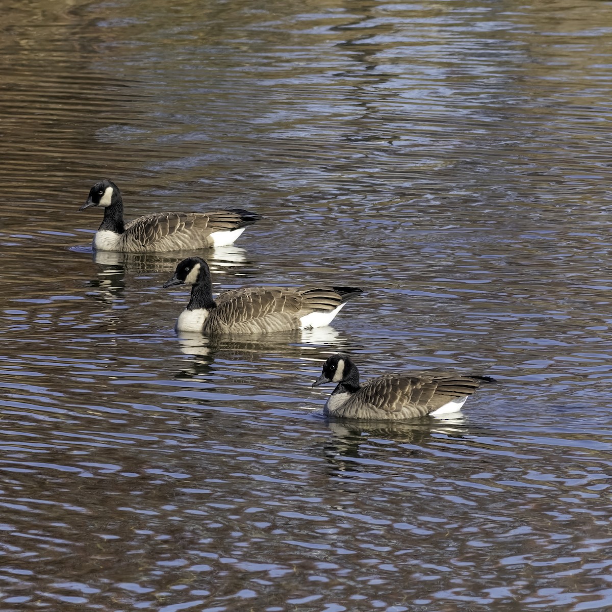 Canada Goose - ML646244161