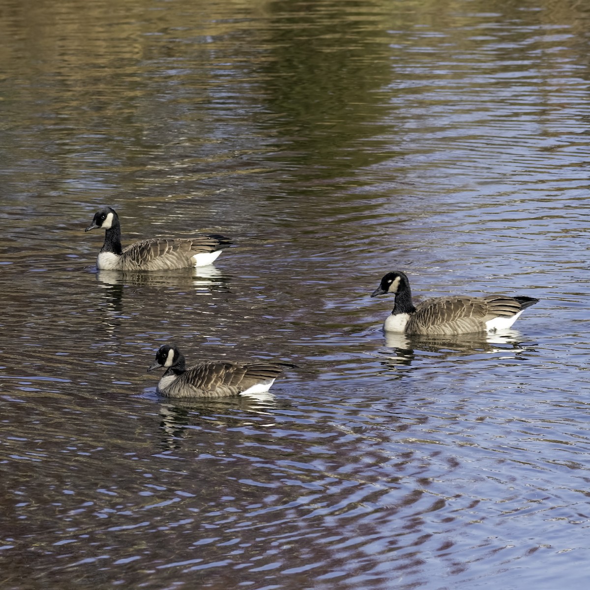 Canada Goose - ML646244162