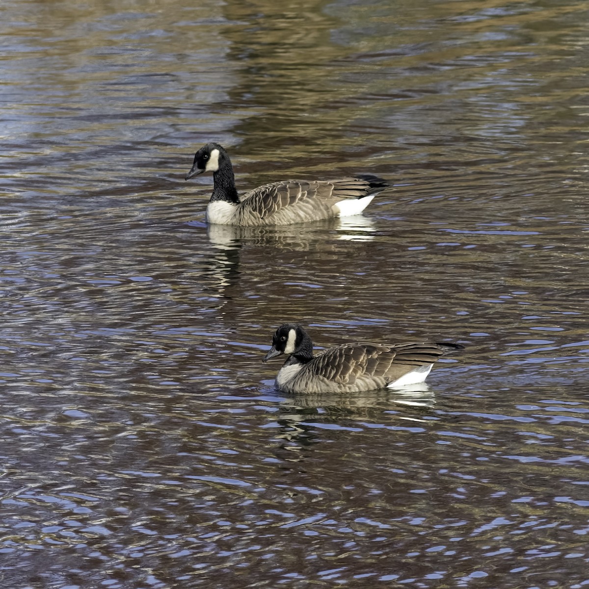 Canada Goose - ML646244163