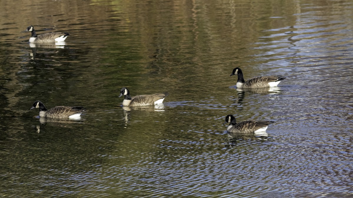 Canada Goose - ML646244166
