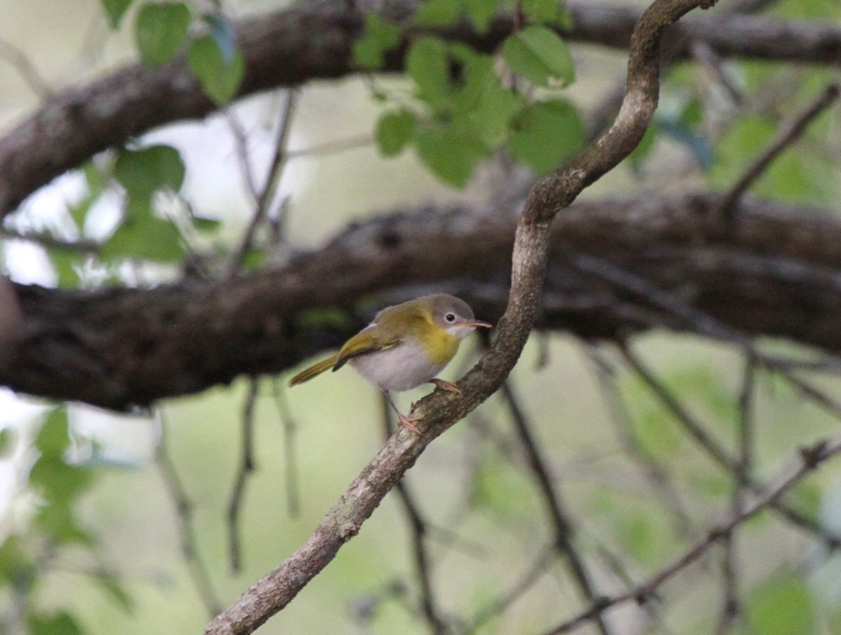 Yellow-breasted Apalis (Yellow-breasted) - ML646244167