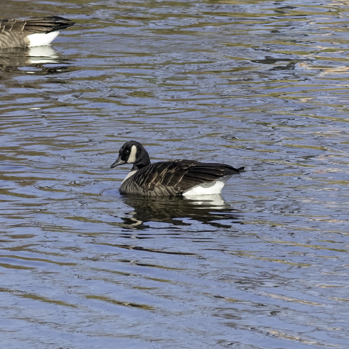 Canada Goose - ML646244168