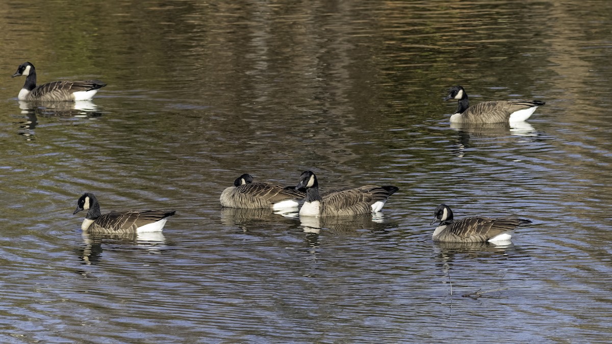 Canada Goose - ML646244171