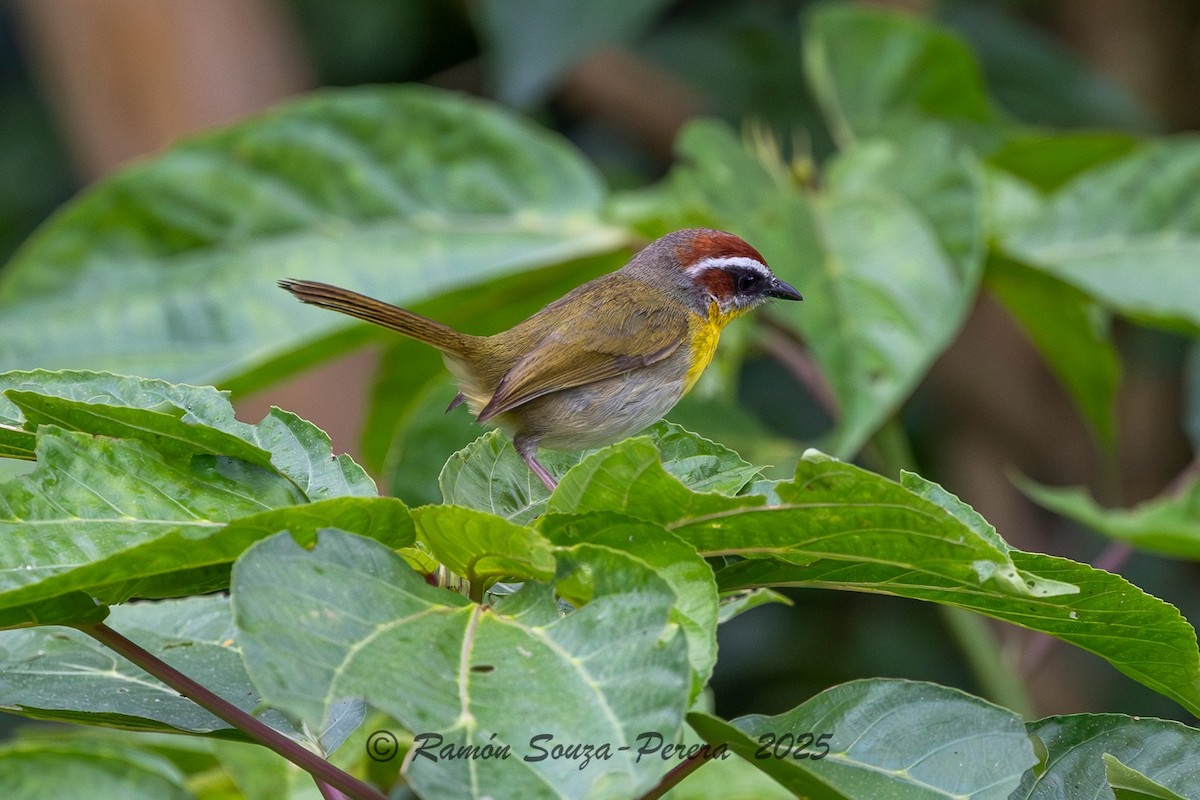 Rufous-capped Warbler - ML646244172