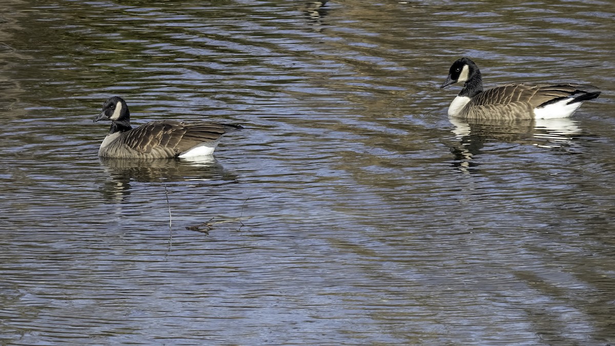 Canada Goose - ML646244174