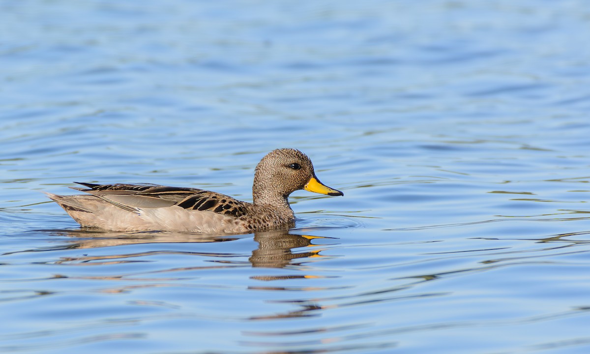 čírka kropenatá - ML646244175