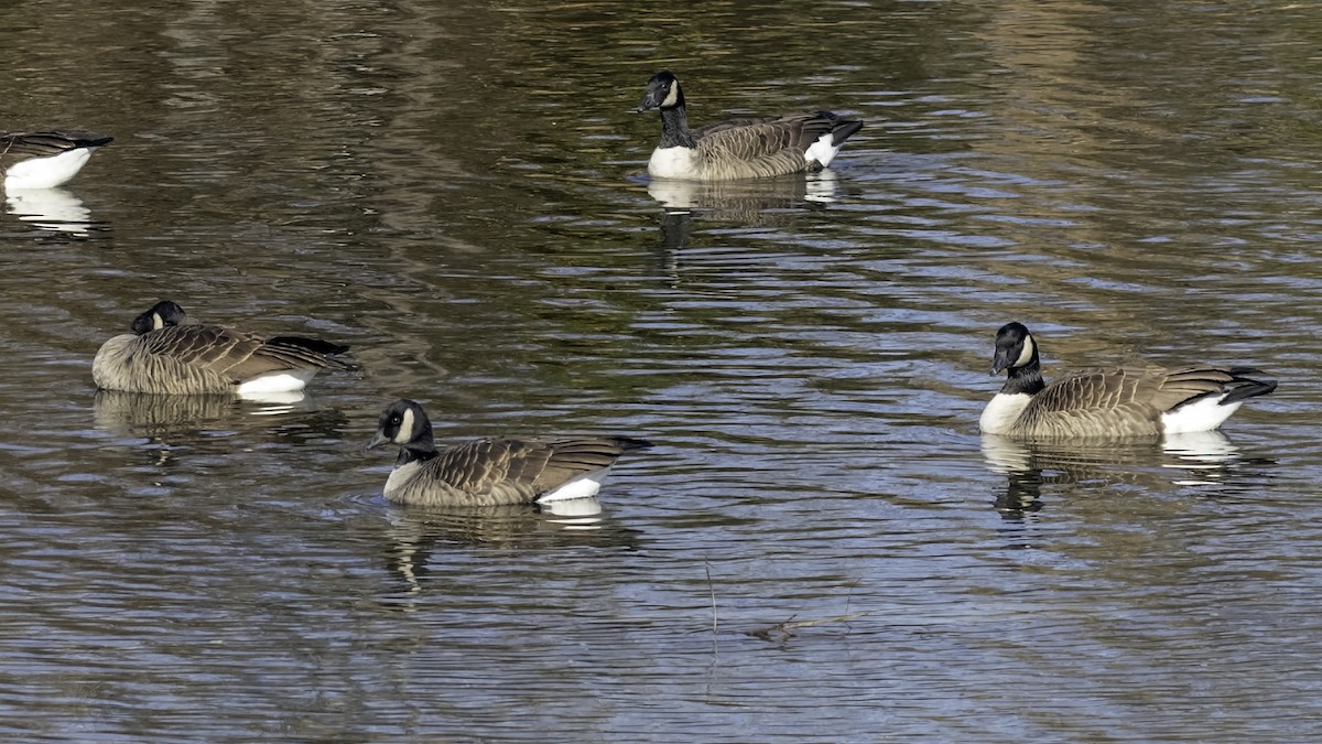 Canada Goose - ML646244176