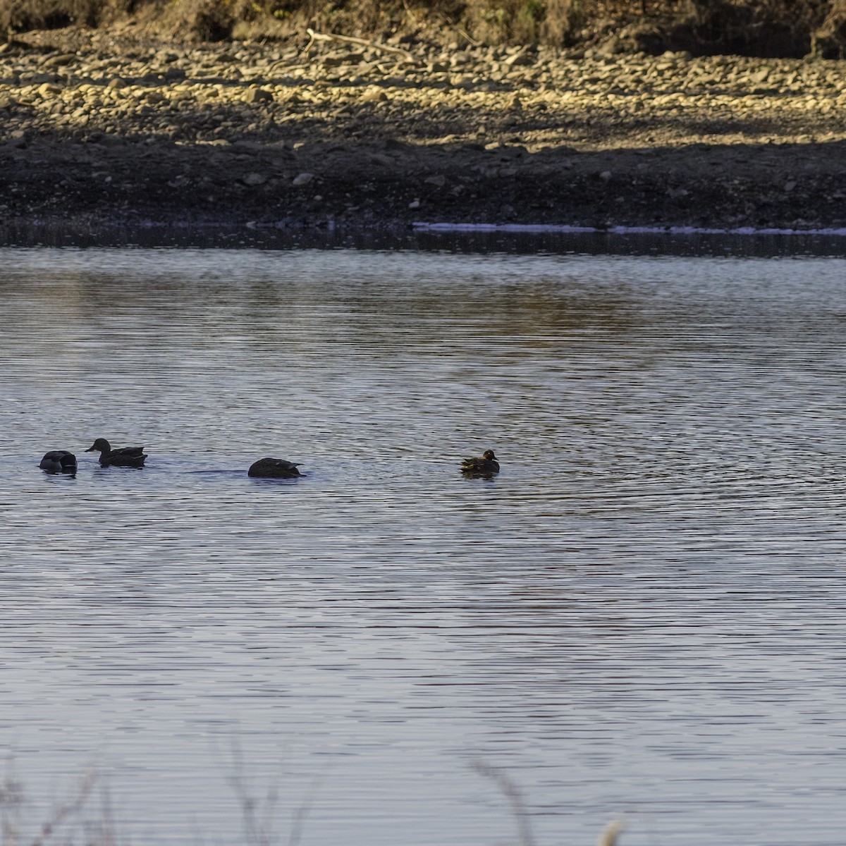 Green-winged Teal - ML646244180